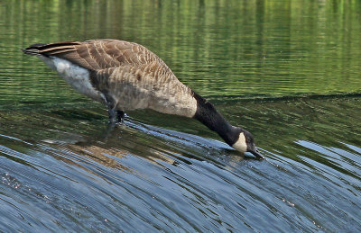 Watertown-8/4/12 thirsty Goose