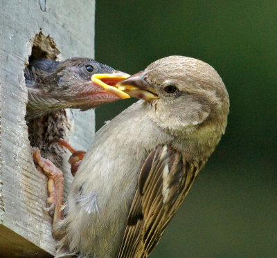 elm bank-6/16/12 sparrow feeding baby