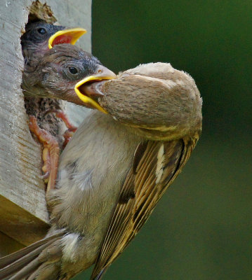 elm bank-sparrow feeding baby