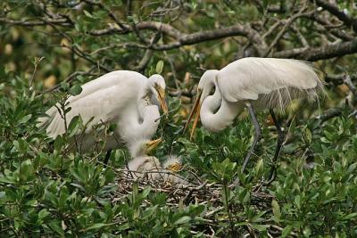 Great Egrets & Babies