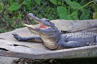 Alligator