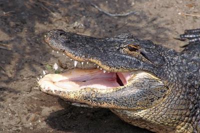 Alligator