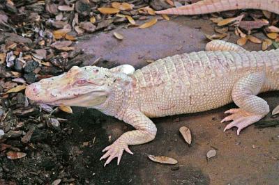 Alligator