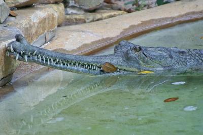 Crocodile