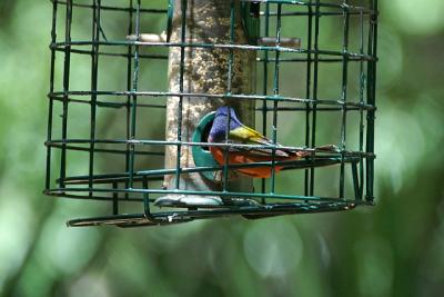 Jekyll Island Birds