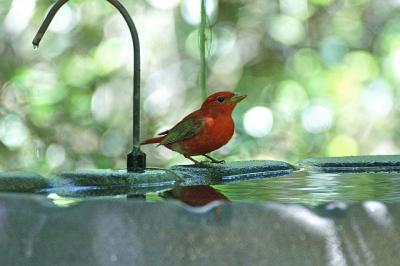 Summer Tanager