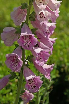 Pink Flower.jpg