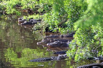 alligators.jpg