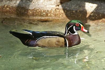Wood duck.jpg
