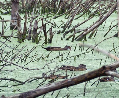 Wood Ducks, Water Row, Sudbury, MA -  Pic taken in the rain, high ISO.