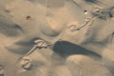 Footprints