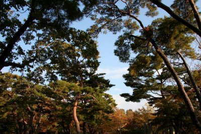 Trees