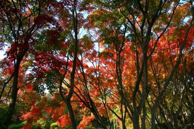 Fall foliage
