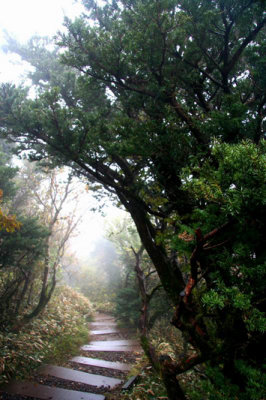 Hallasan trail