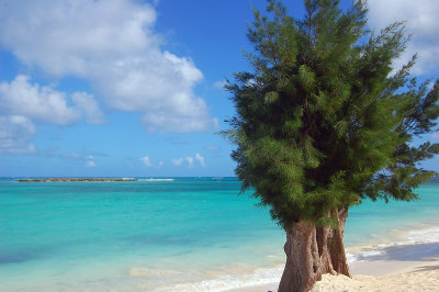 Tree on the beach