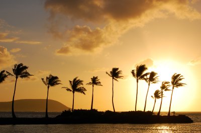 Palm trees