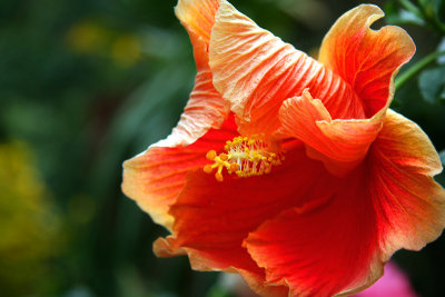 Hibiscus