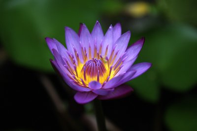 Water lily