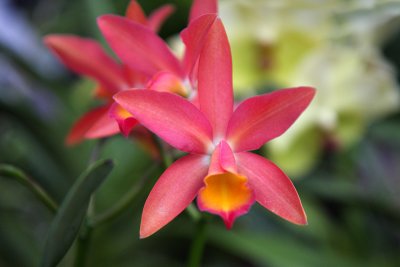 Orchids
