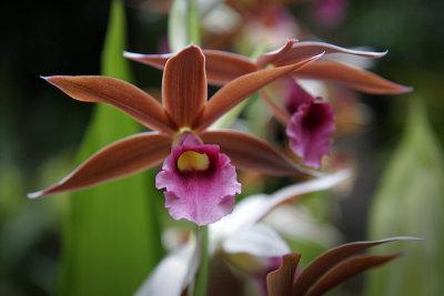 Orchids