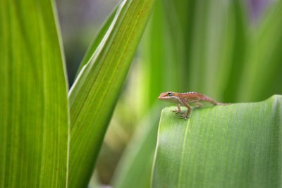 Gecko