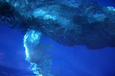 Whale under our boat