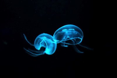Little jellies
