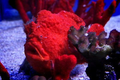Frogfish