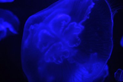 Jellyfish