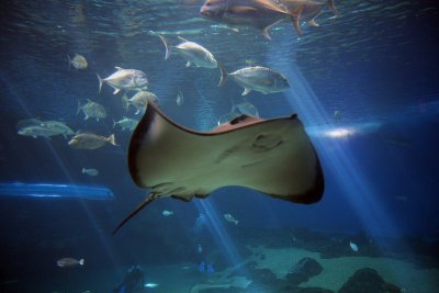 Ray