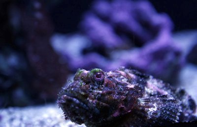 Camouflage