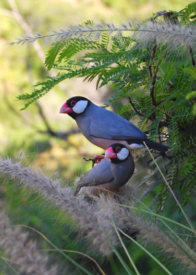 Java sparrows