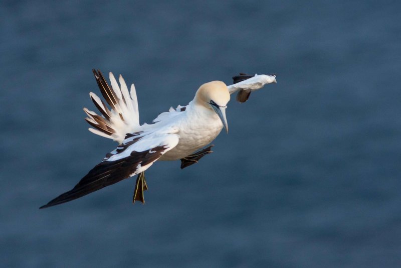 Havssula/Gannet