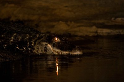 Black caiman 