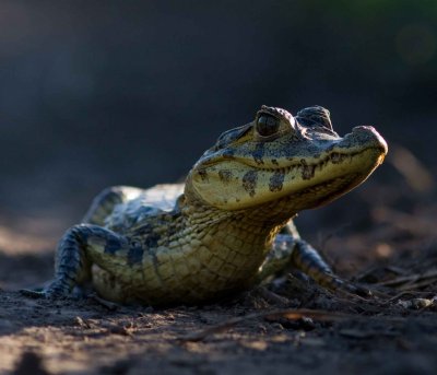 Spectacled caiman