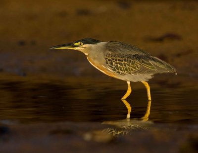 Striated Heron