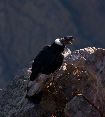 Andean Condor 