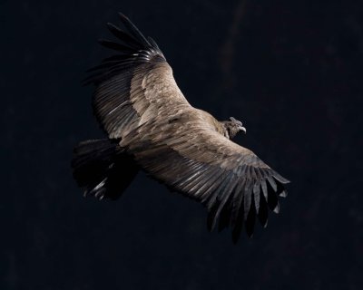 Condors 