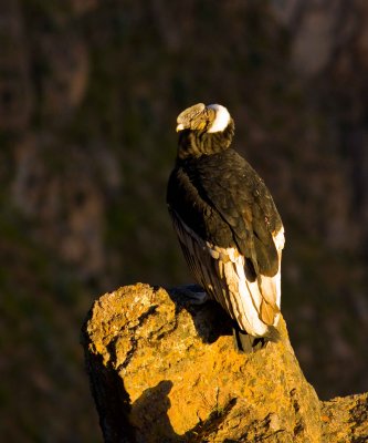 Andean Condor 