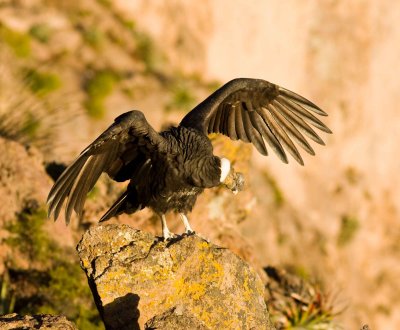 Andean Condor 