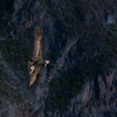 Andean Condor 