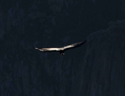Andean Condor 
