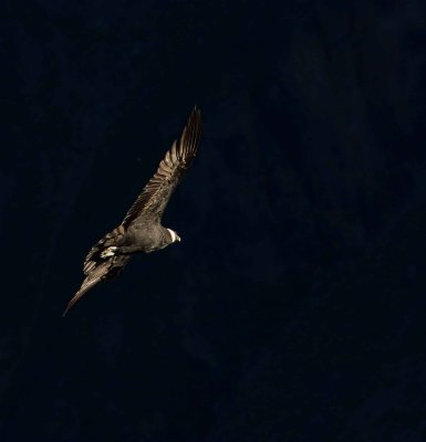Andean Condor 