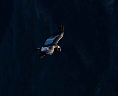 Andean Condor 
