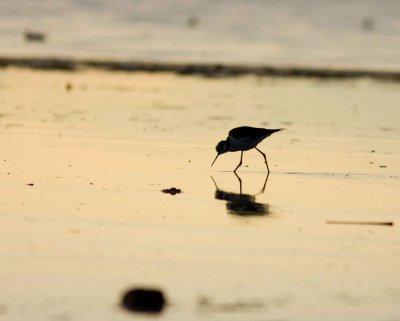 South American Stilt 