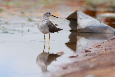 Lesser Yellowlegs