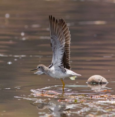 Lesser Yellowlegs 