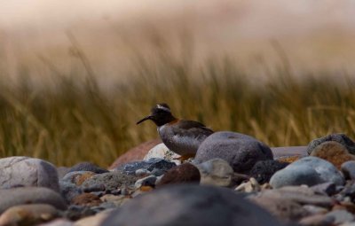 Diademed Plover