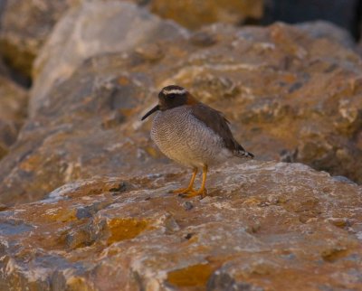 Diademed Plover