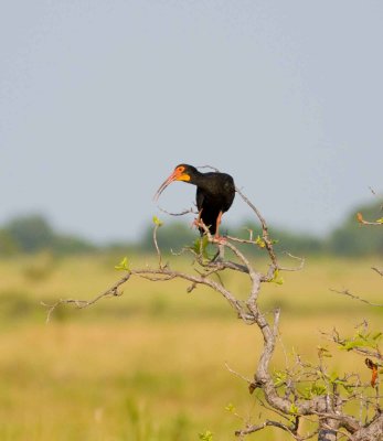 Sharp-tailed Ibis